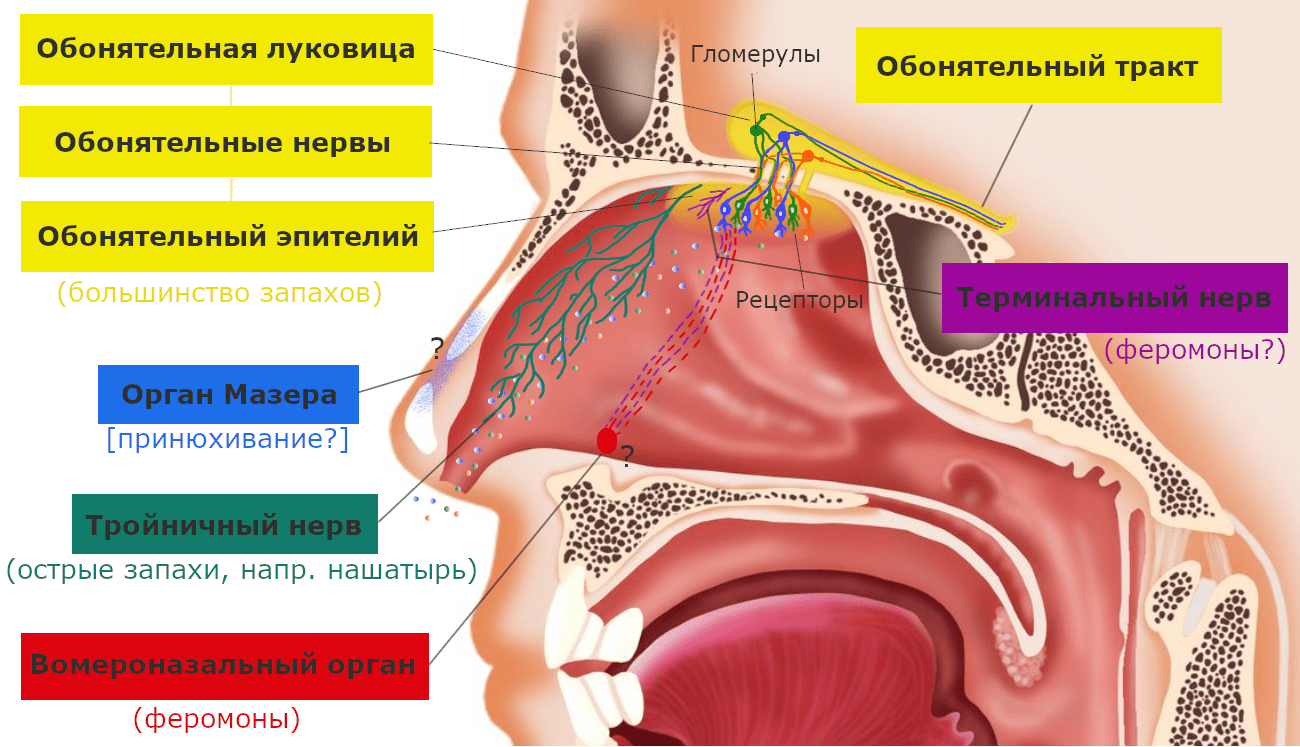 Пять органов обоняния