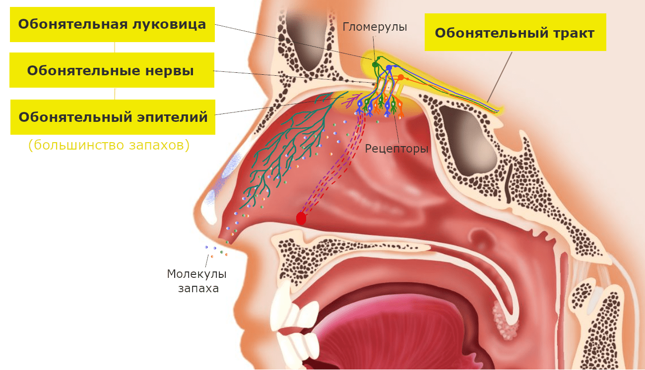 Схема строения обонятельного органа