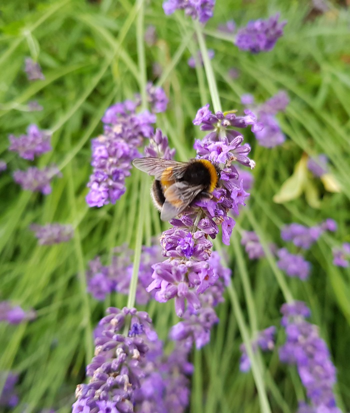 Lavender smell