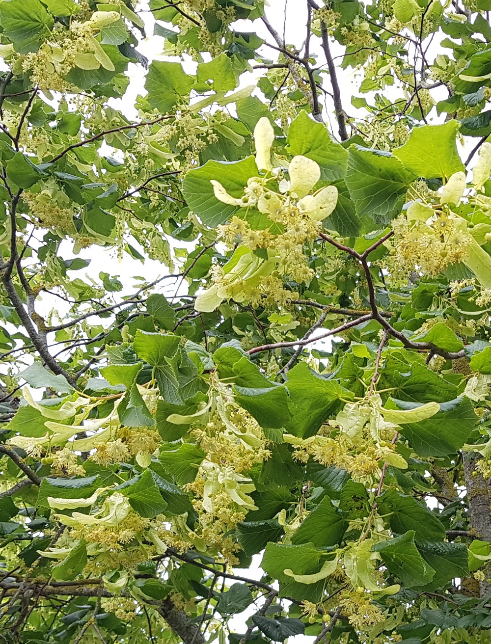 Linden flowers