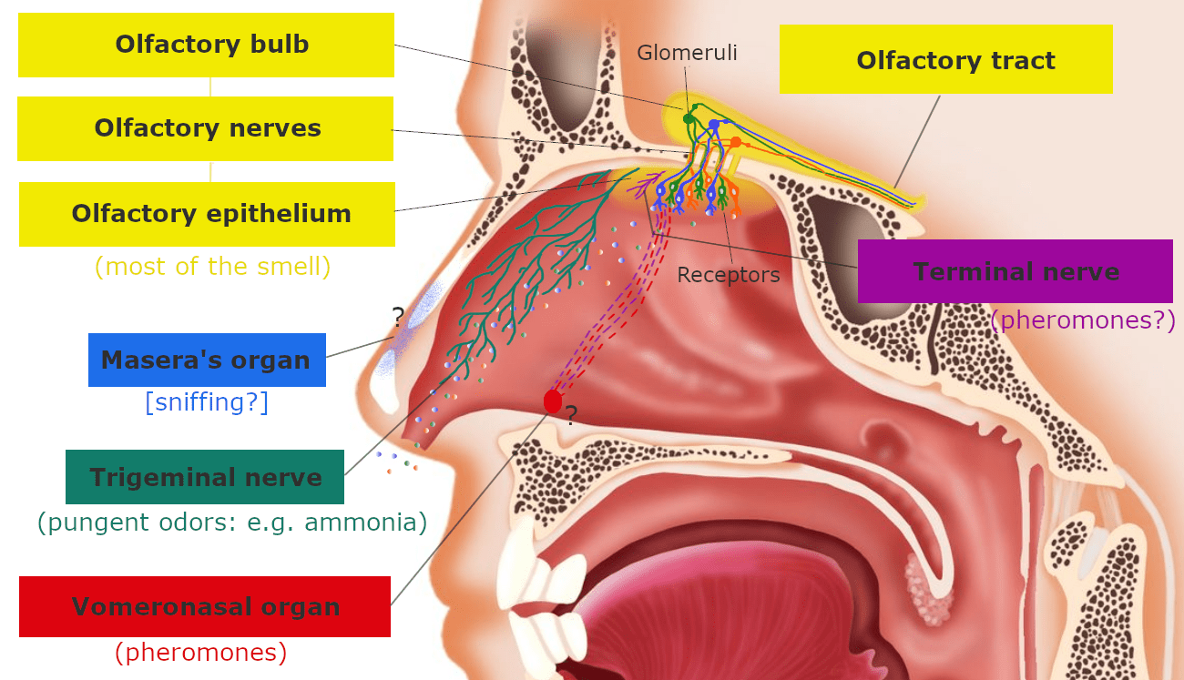 Physiology of the sense of smell