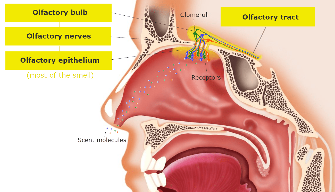 Nose olfactory scheme