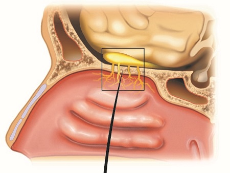 Diagram of the nose